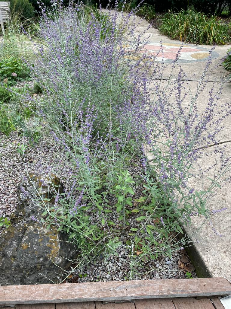 Plant name: Little Spire Russian Sage Perovskia amplicifolia 